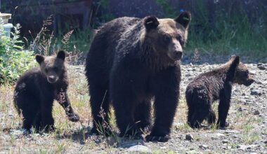 "Selfish human decision" and "waste of labor costs": Complaints flood town office over "brown bear extermination" after attack on Mount Rausu