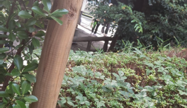 What's going on Roppongi area?