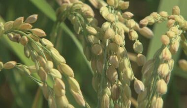 Rice collection competition intensifies. JA Fukui Prefecture raises advance payments for Koshihikari rice to 29,000 yen for 60 kg, 1.7 times higher than last year. Market prices are expected to soar due to poor harvests caused by high temperatures and drought