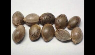 Drug-sniffing dog catches marijuana seeds hidden in swimsuit pocket! Three men and women arrested for attempting to smuggle marijuana from Thailand. "They bought 40 seeds at a shop for about 47,000 yen." <New Chitose Airport, Hokkaido>