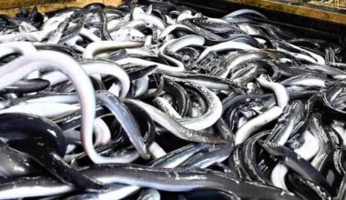 Trade Regulations for Eels Proposed by CITES for Sustainability Reasons as Japan Argues Restrictions Would Affect Imports