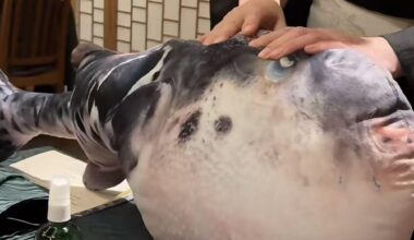 What kind of fish is this?