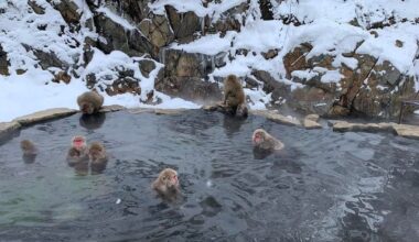 jigokudani monkey park 🐵