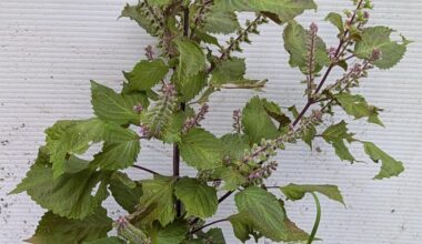 Is this an edible variety of shiso?