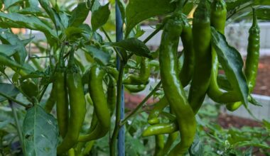 Fushimi Pepper Recipes