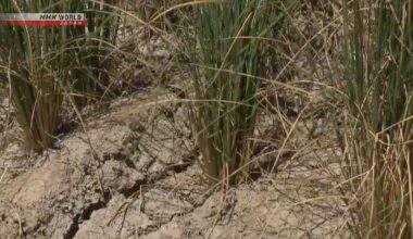 Japan's agriculture ministry to help farmers cope with extreme heat