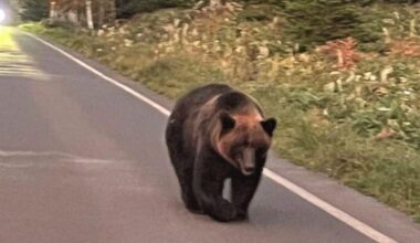 Brown bear that killed hiker in Hokkaido was well-known for being accustomed to humans - The Mainichi