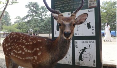 Deer population in Nara Park hits record high, visitor injuries increase