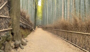Bamboo Forest Kyoto
