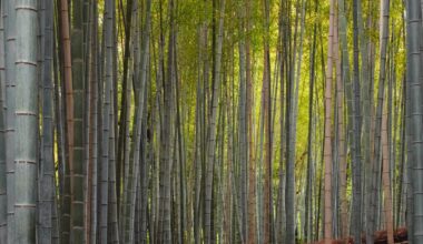 Arashiyama