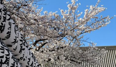 Asakusa, Senso ji Temple. 2025 April.❤️