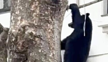 Law Takes Effect Allowing Guns for Bear Control in Residential Areas of Northern Japan Amid Increase in Attacks