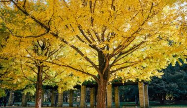 Golden Gingko at Showa Kinen Park