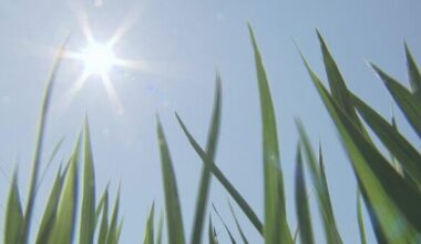 Rice farmers cry out in distress: "We don't have enough water" - Declining dam water levels restrict water use