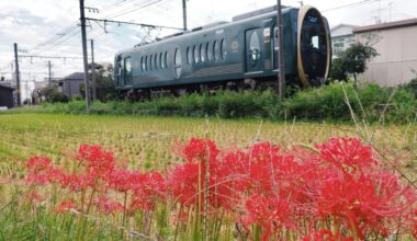 The rice is harvested, the Higanbana are in bloom, the evenings are cool, and the crickets are chirping. Summer is over. The Eizan Railway in NE Kyoto celebrated it's 100th anniversary today.