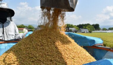 Early-season rice prices soar to over 4,000 yen per 5 kg due to JA's "temporary payments"