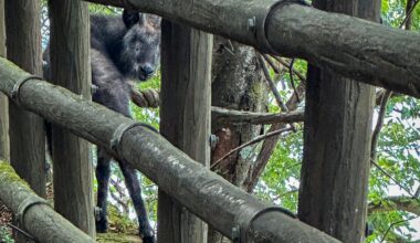 Just found out I ran into a Japanese Serow in Okutama today