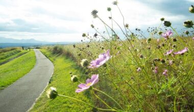 Cosmos in Aso-Kuju National Park