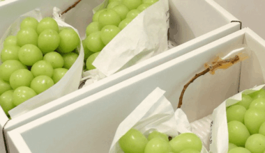Ministry of Agriculture, Forestry and Fisheries considers granting Shine Muscat cultivation rights to New Zealand, Yamanashi Prefecture protests against Koizumi