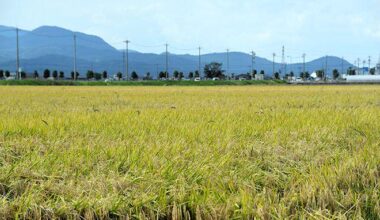 New agriculture minister shifting from Ishiba plan to increase rice