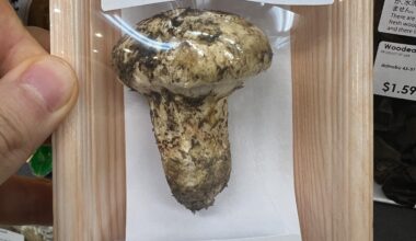 Wonder where I can get this at Japanese restaurants in NYC?