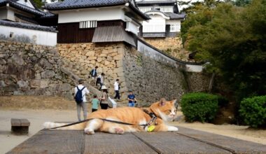 Sanjuro, Cat Lord of Bitchu Matsuyama Castle, observing guests as they enter.