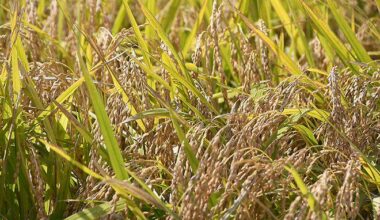 Trading price for newly harvested rice reaches record high