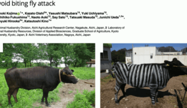 Painting a cow like a zebra keeps away pests according to Ig-Nobel-winning Japanese research