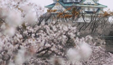 Hanami in Fukuoka, Osaka.
