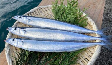 Maruha Nichiro in world first by farming Pacific saury in tanks