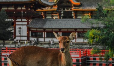 Nara Park at sunset