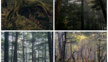 Deep Forest Greens