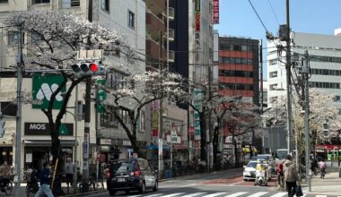 Japan 🇯🇵 in Spring. March - April 2025. Very cold but beautiful