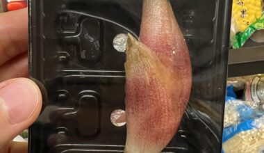 What is it called and how to cook it?