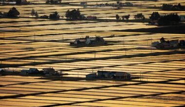 Japan rice demand estimated at 7.11 mil. tons, production increase expected