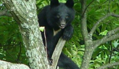 Japan on High Alert for Bears as Autumn Foliage Season Begins