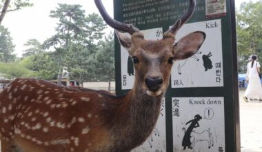Deer population in Nara Park hits record high, visitor injuries increase