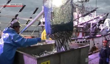 Ports in Japan struggling to handle big hauls of Pacific saury