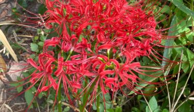Autumn Flowers