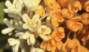 Ginmokusei stands (as opposed to kinmokusei)?