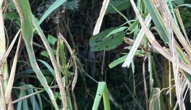 What to do for Stray Dog in Nago?