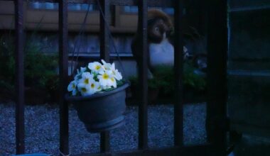 Morning stroll somewhere in Aichi