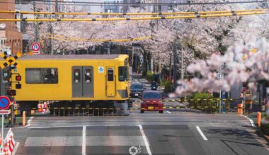 Favourite shots of my Sakura Time in Japan