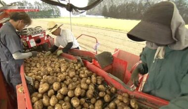Unseasonable heat hits Hokkaido potato harvest