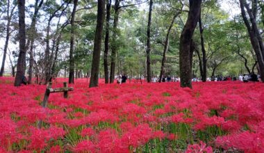 Spider lilies in Kinchakuda