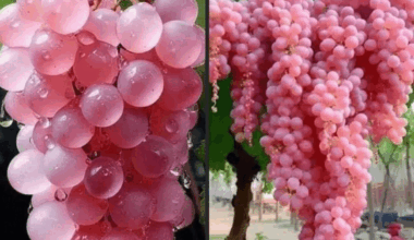 Pink Koshu Grapes from Japan Looks Delicious!