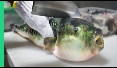 Is eating Japan's POISONOUS PufferFish risky?