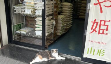 No rice for you human
