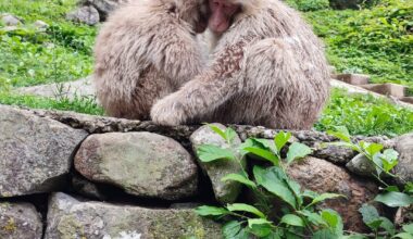 Snow Monkey Park, Nagano
