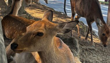 Nara deer park